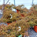 Javor dlaňolistý (Acer palmatum) ´LITTLE PRINCESS´ - výška 50-60 cm, ⌀ 80-90 cm, kont. C25L